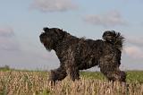 BOUVIER DES FLANDRES 206